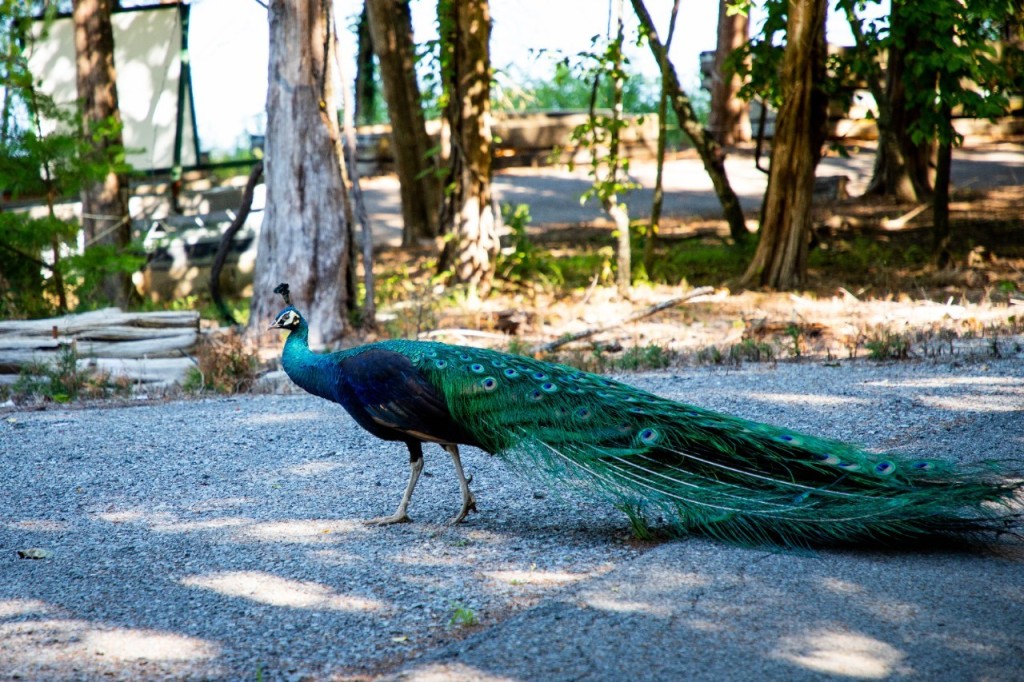 Percy the Peacock Returns
